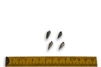 F 12362
<br/>
<br/>
<em></em>